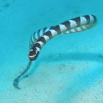 ウミヘビは沖縄にも！実はけっこう危険な生き物だから。
