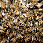 蜂の種類図鑑！写真・画像もあるよ！！