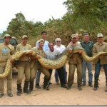 ヘビの長さ世界一はどれ！？長いヘビ１０選！！