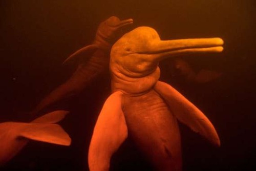 アマゾン川にイルカがいる ピンク色だと 生き物係 Ikimono Kakari