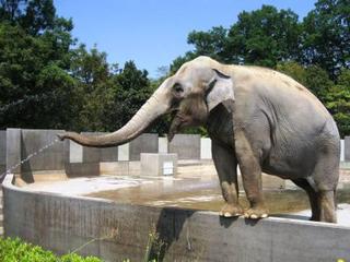 世界の奇妙な動物園 水族館 人気とか事故なんか気にしない 生き物係 Ikimono Kakari