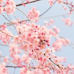 桜の種類（名前）ってどれくらい数あるの【画像】？開花時期は？