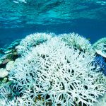 サンゴの白化現象がヤバイ！？原因と対策、影響は？回復できるのか！？