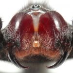 毒グモの種類はどんなのがいる？【画像】世界・日本の毒グモたち！