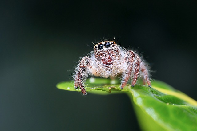 クモの種類ってどれくらい 画像 大きいのから小さいの 毒グモまで 生き物係 Ikimono Kakari