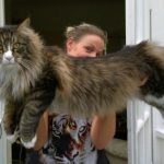 巨大ネコ、メインクーンがでかい！！大きさ、体重、寿命や性格は？