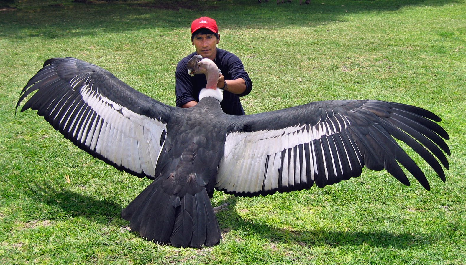 世界一大きな鳥はどれだ 図鑑 巨大鳥が走る 空を舞う 生き物係 Ikimono Kakari