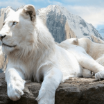 ホワイトライオンはアルビノじゃない！？【画像】どこの動物園で見れる？