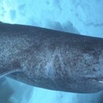 深海のオンデンザメが巨大すぎ！！【動画】大きさ、寿命もハンパないぜ！！